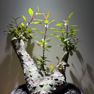 植物名：簇生福桂樹