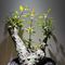 植物名：簇生福桂樹