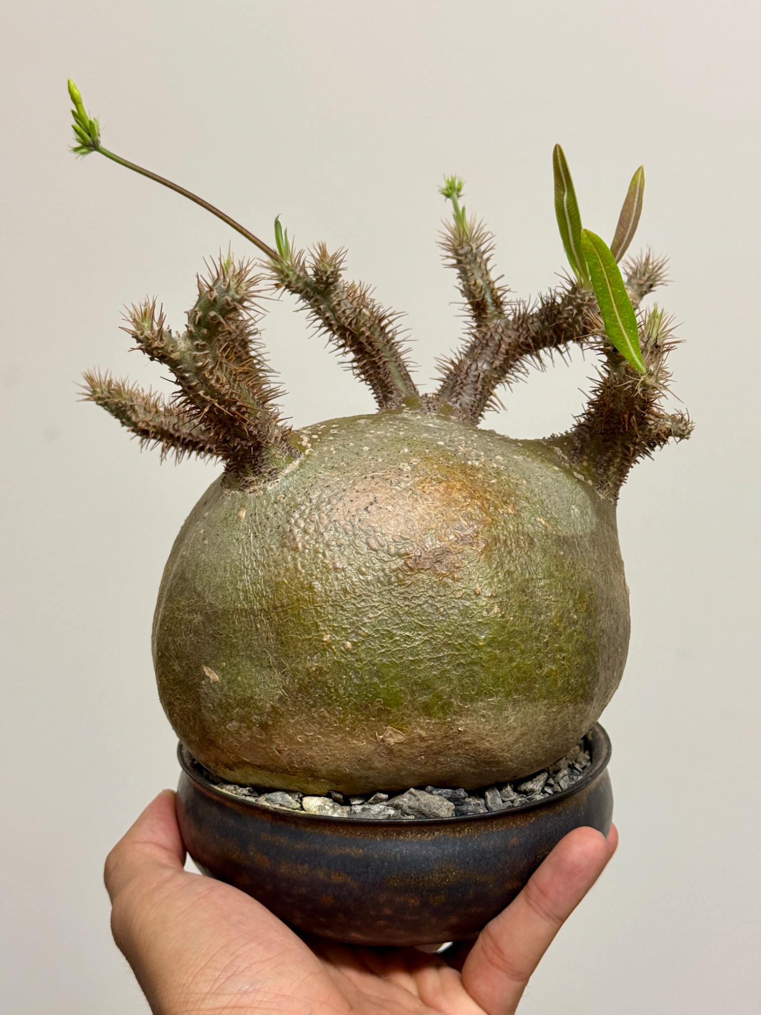 植物名：象牙宮