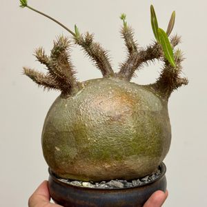 植物名：象牙宮