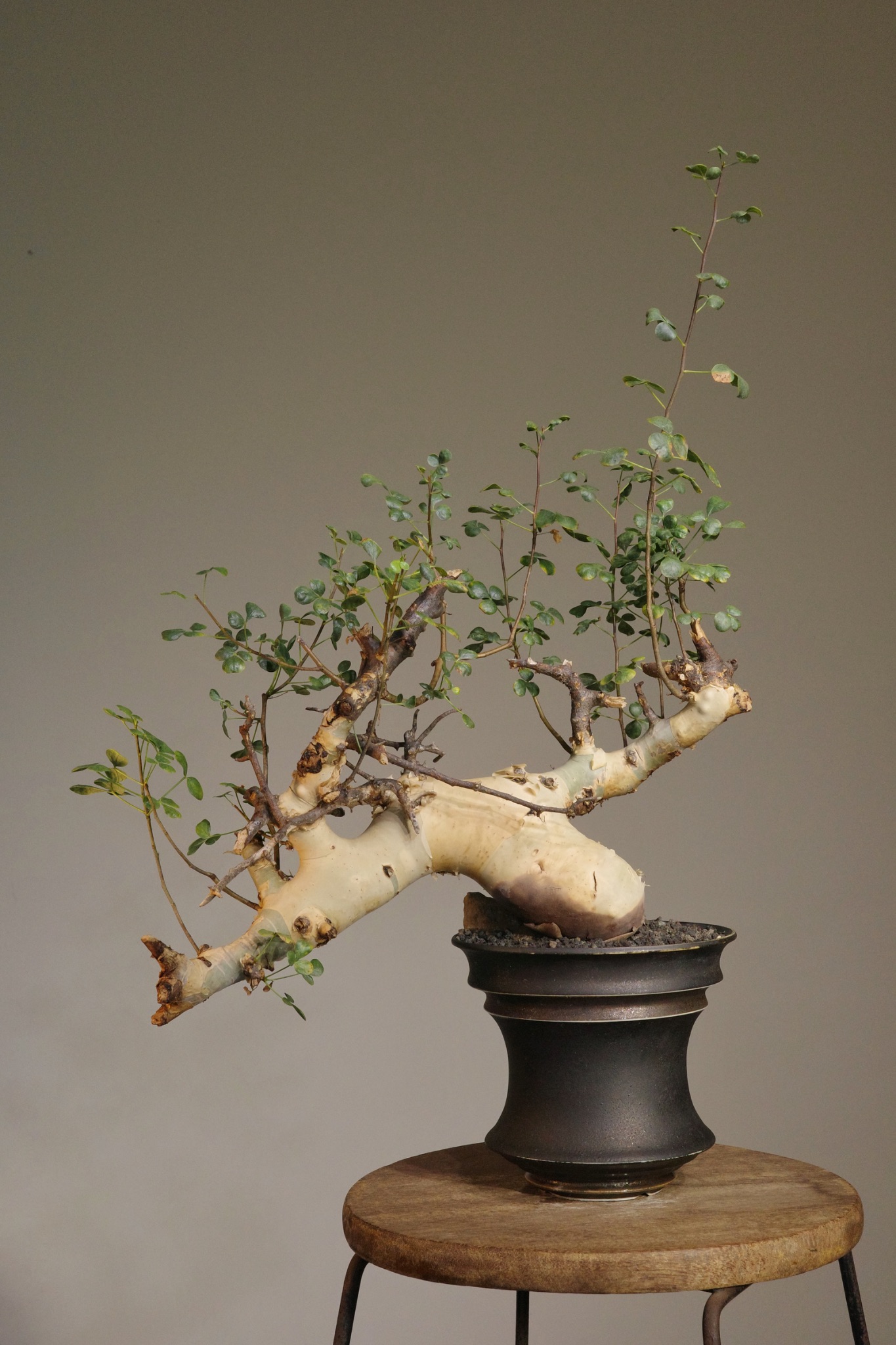 植物名：正白皮沒藥