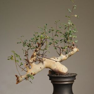 植物名：正白皮沒藥