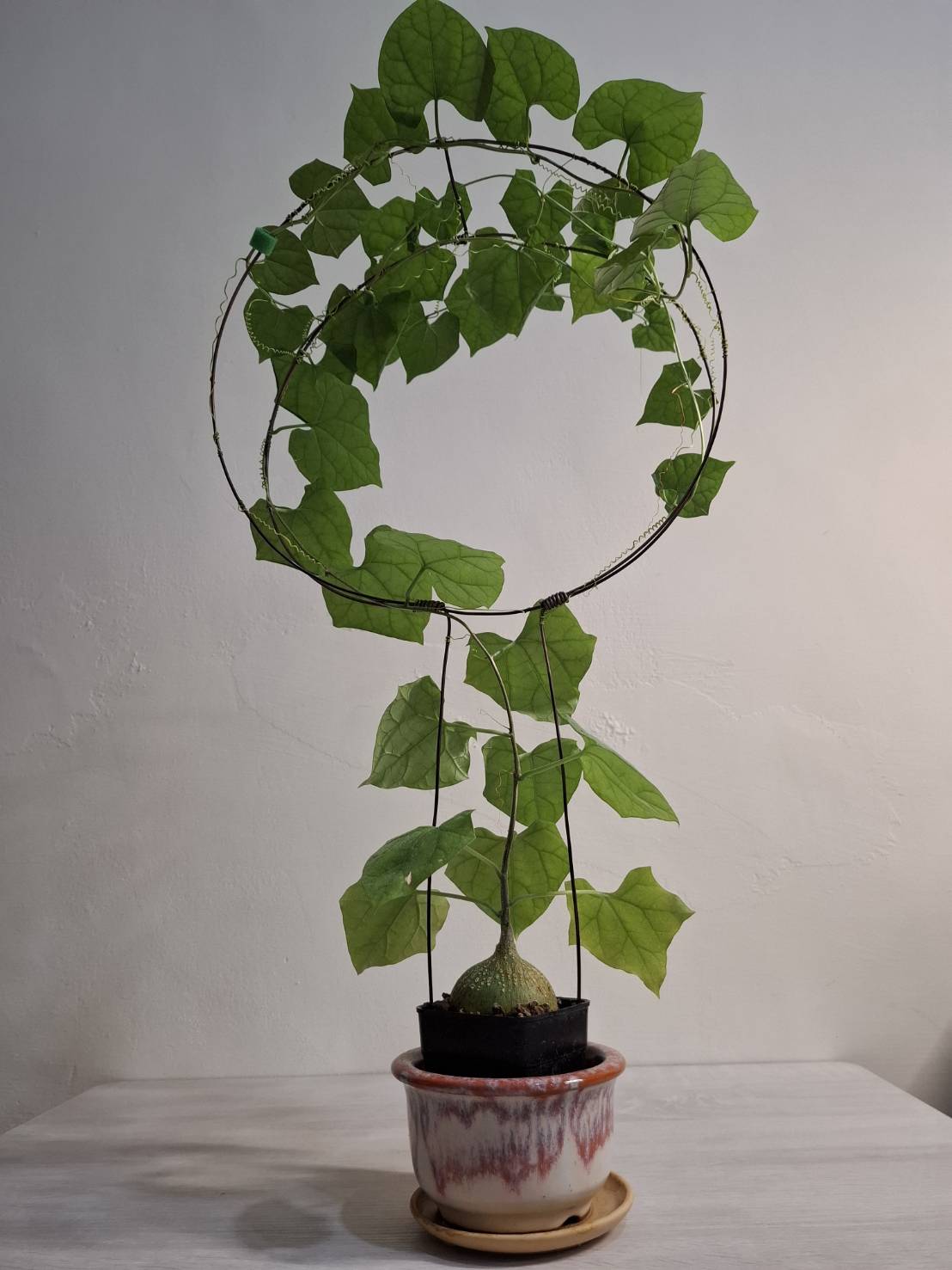 植物名：銀葉睡布袋