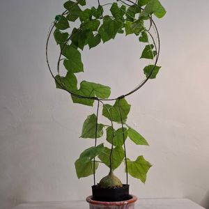 植物名：銀葉睡布袋
