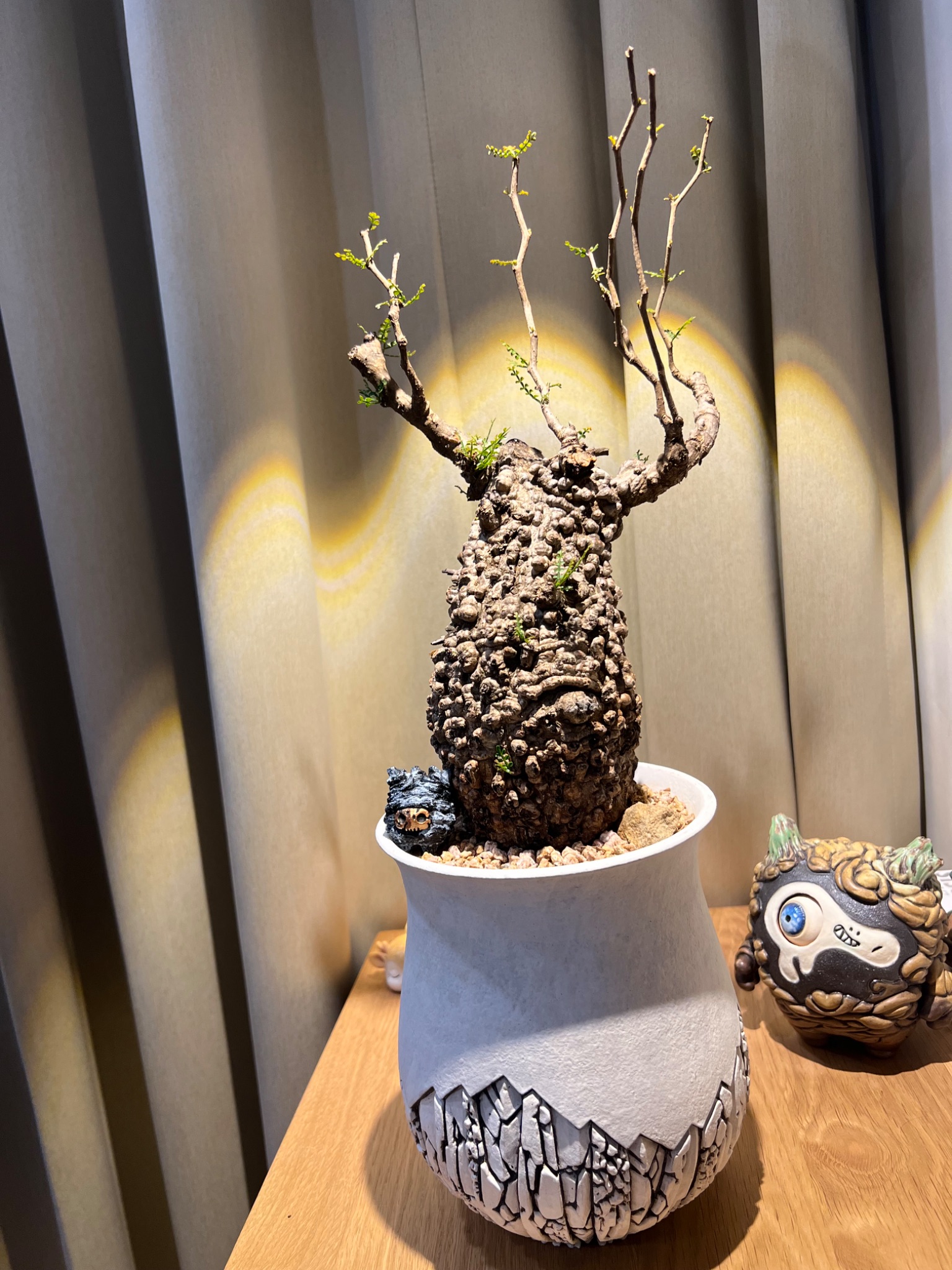 植物名：象足漆樹