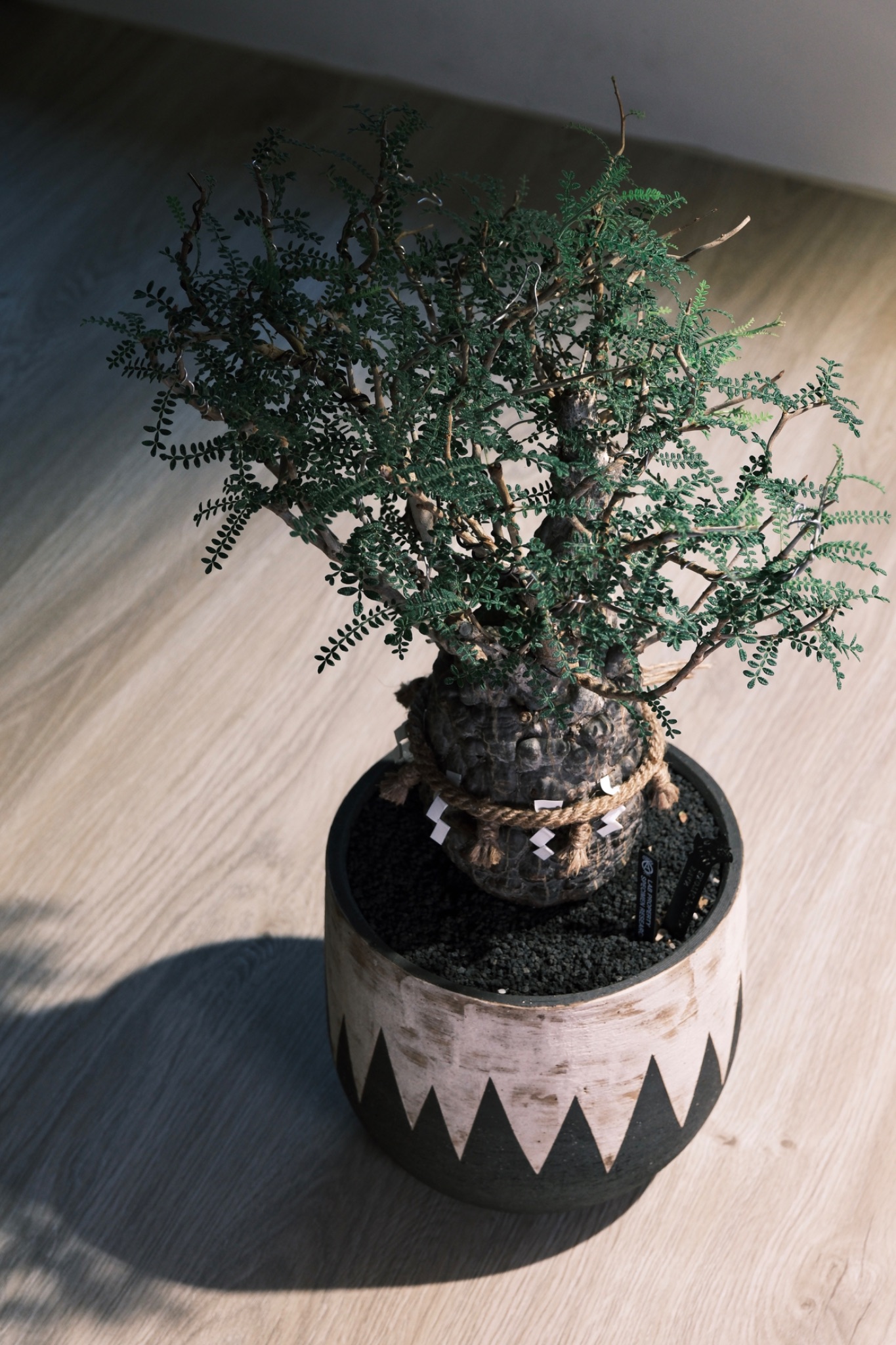 植物名：織冠漆樹