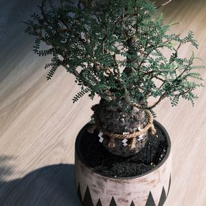植物名：織冠漆樹