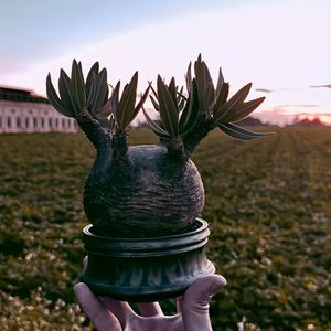 植物名：象牙宮
