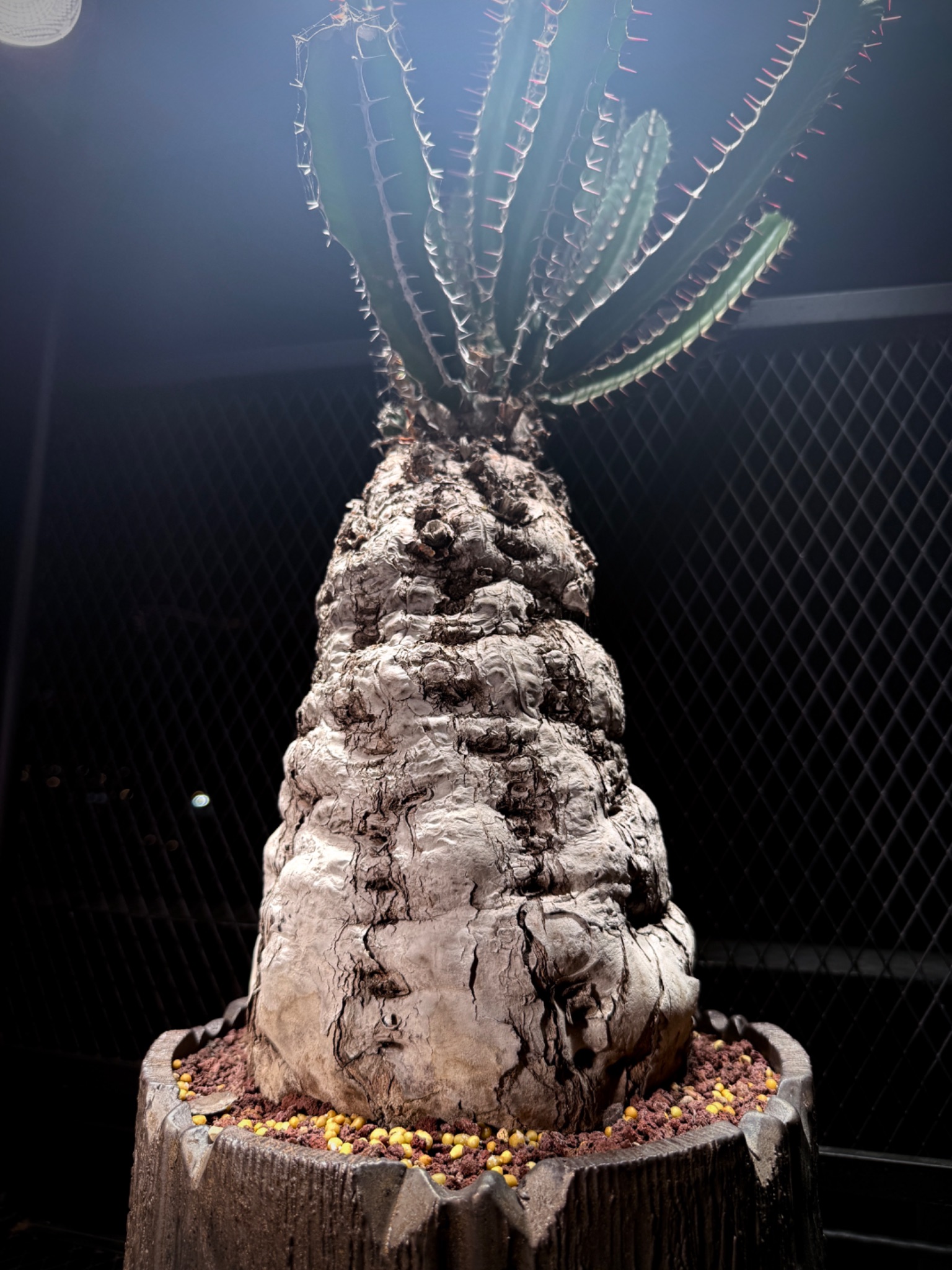 植物名：火山大戟