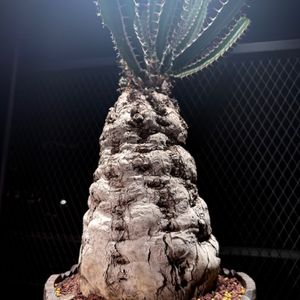植物名：火山大戟