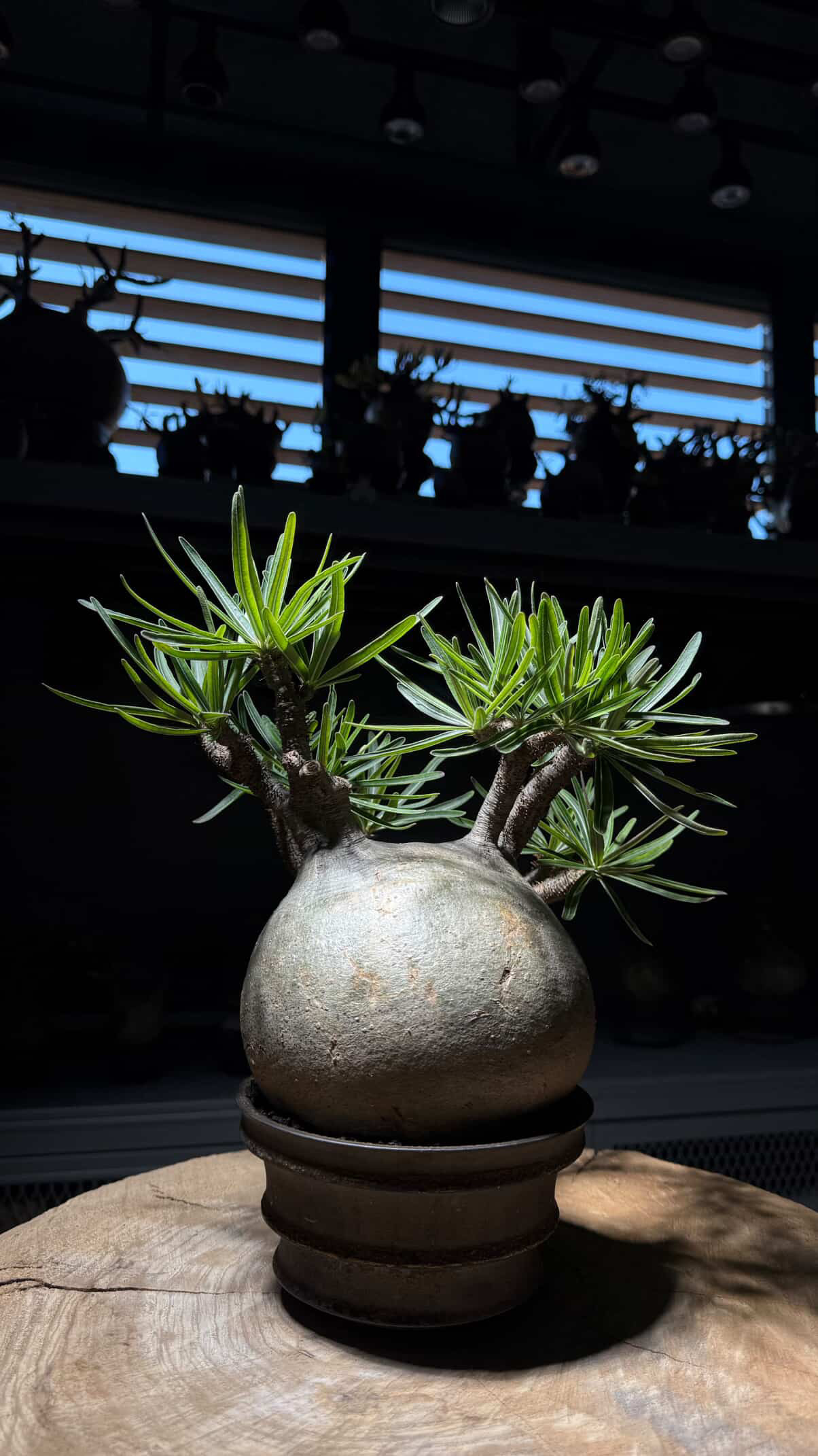 植物名：象牙宮