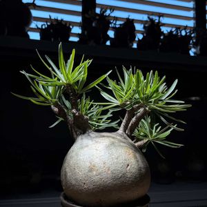 植物名：象牙宮