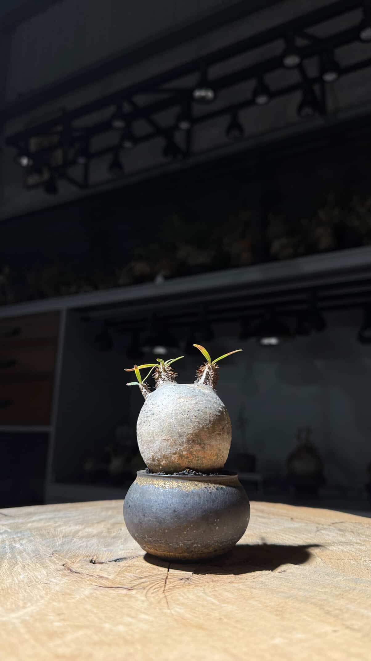 植物名：象牙宮