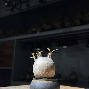 植物名：象牙宮