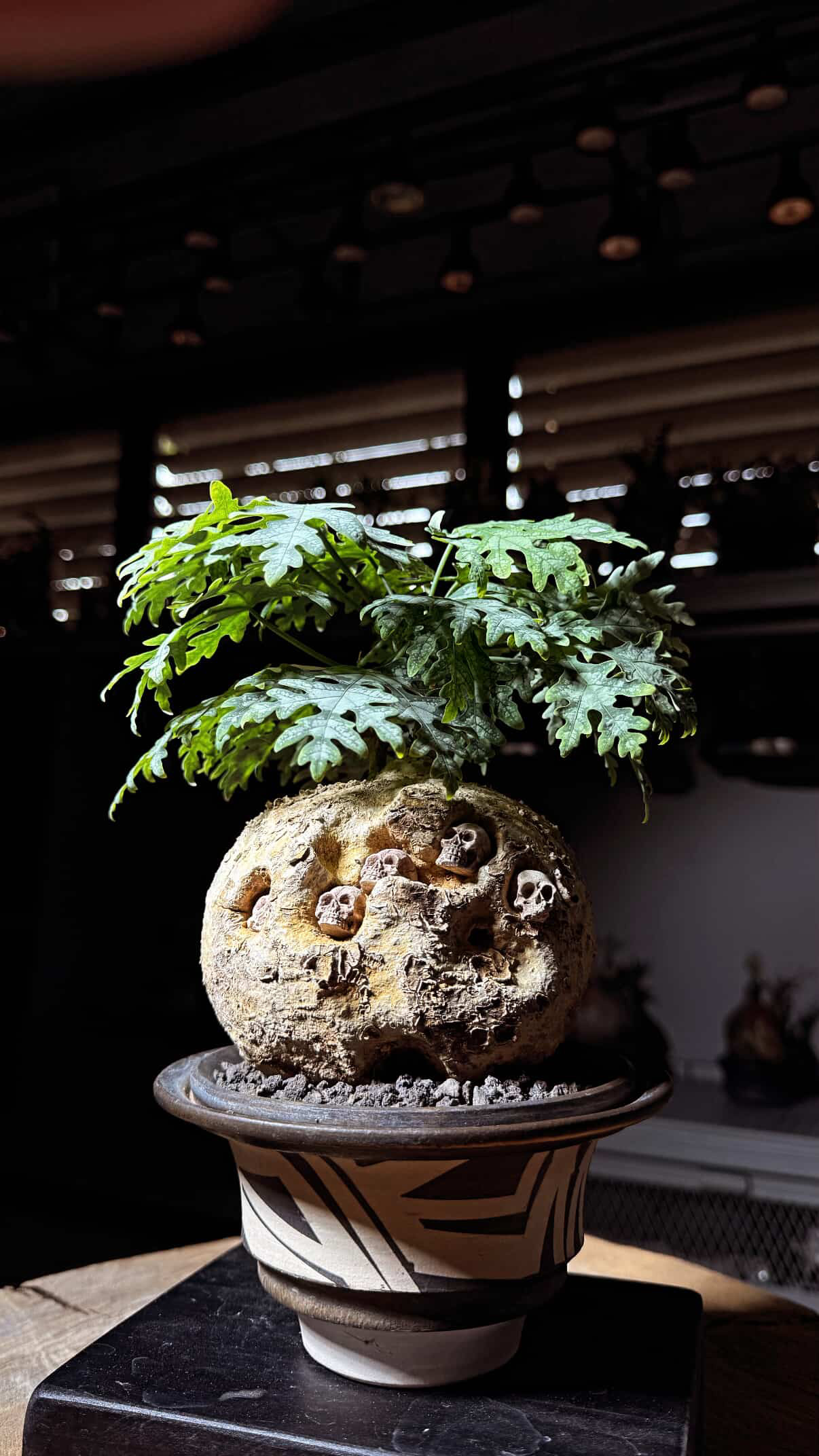植物名：三裂史葫蘆