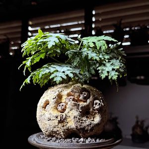 植物名：三裂史葫蘆